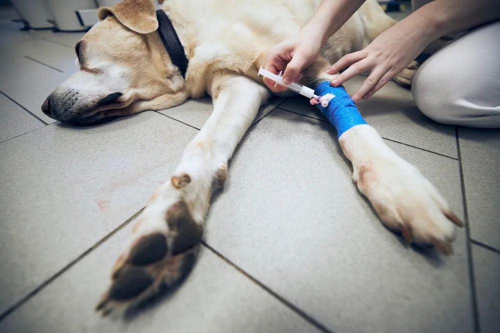 Notfallversorgung beim Hund | Erste Hilfe Neuss