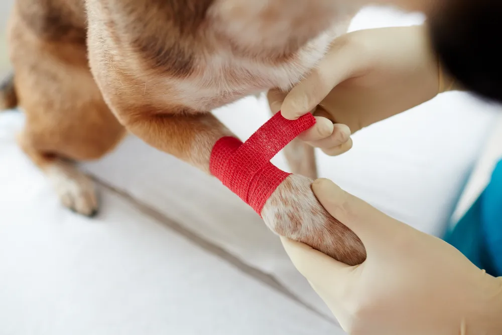 Pfotenverband beim Hund | Erste Hilfe Neuss